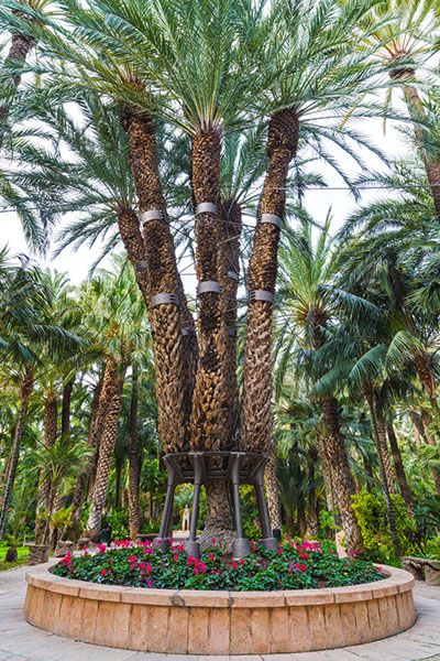 Imperial Palm Tree