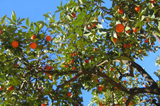 Orange Trees