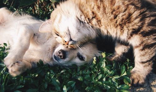 Cats and Dogs: A Linguistic Battle