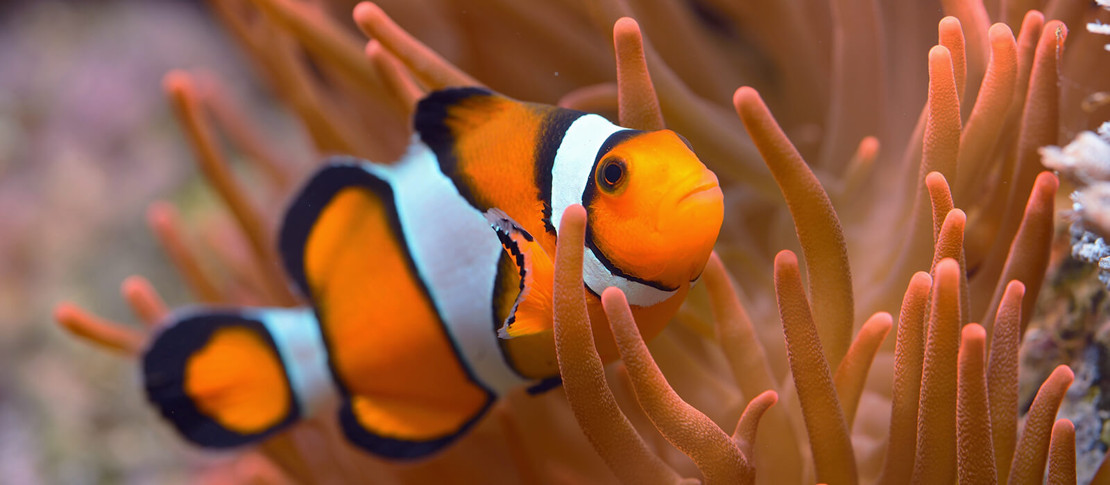 To feel like a fish in water