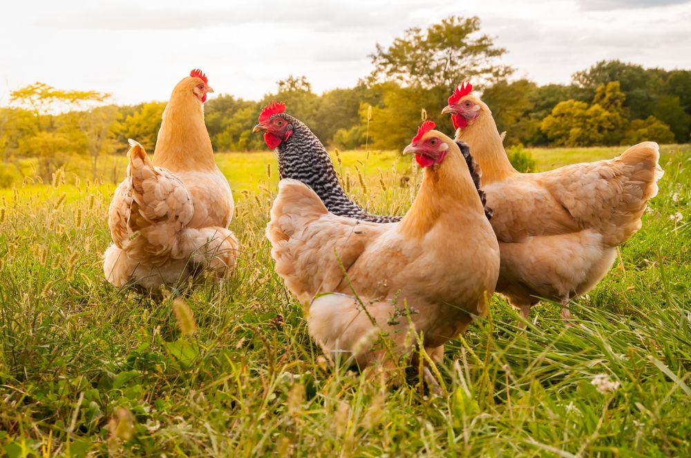 All About Chickens