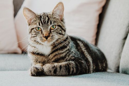 Cats: Multiple Lives, Infinite Expressions 