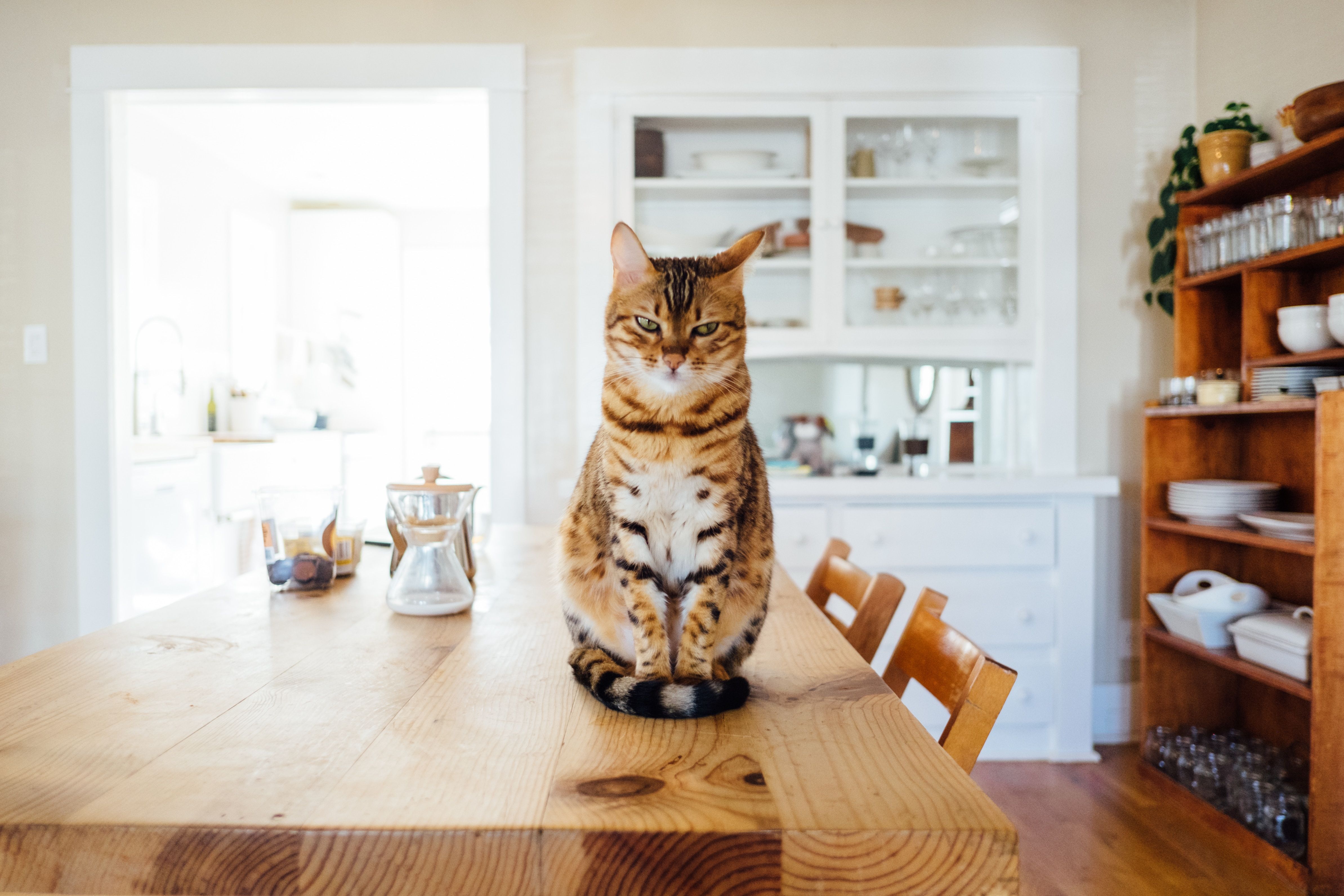 Cat or Hare?