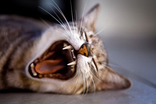 Feline Expressions