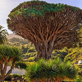 在特内里费（Tenerife）学习西班牙语  8